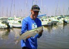 Poisson pris dans un port au vers palette en été.