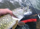 Brochet