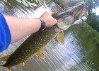 Brochet